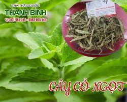 Cây cỏ ngọt hỗ trợ điều trị bệnh tiểu đường vô cùng hiệu quả